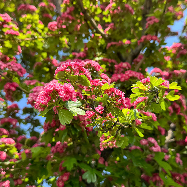 Crataegus laevigata 'Paul's Scarlet' Hawthorn flowers