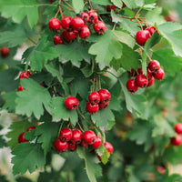 Crataegus monogyna Red Hawthorn