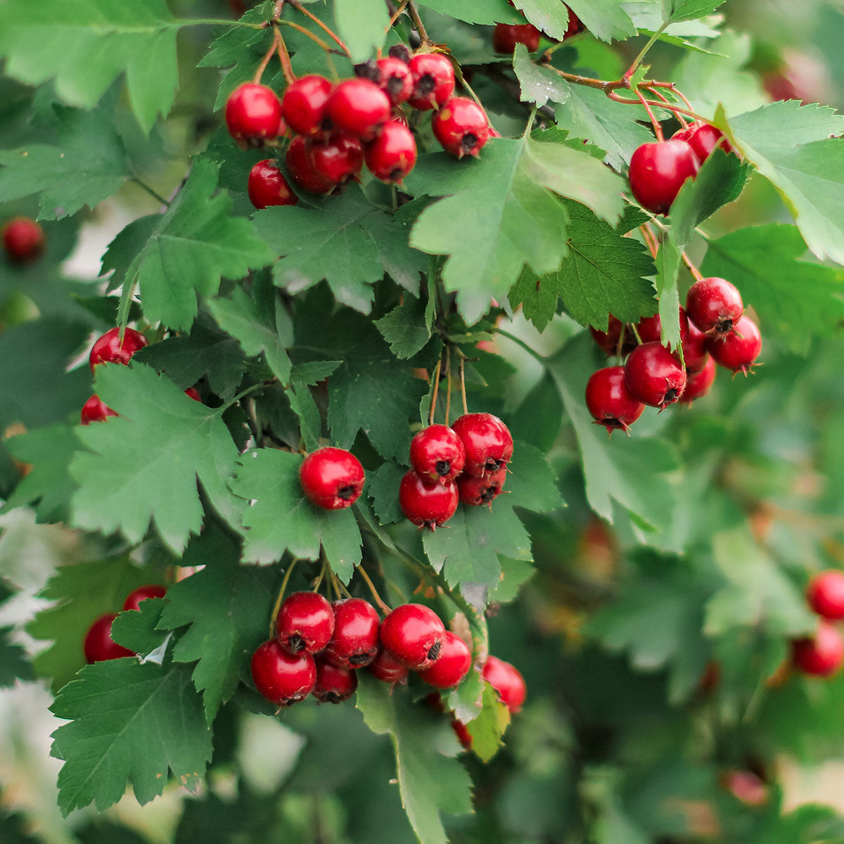 Crataegus monogyna Red Hawthorn