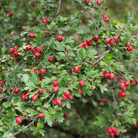 Crataegus monogyna red haws