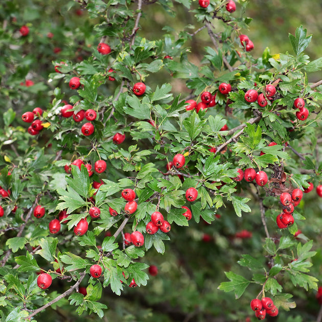 Crataegus monogyna red haws