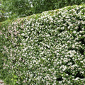 Hedging, 125-150cm height, rootball