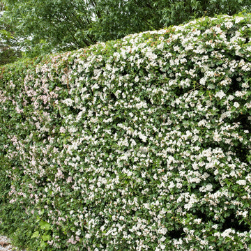 Crataegus Hawthorn hedging
