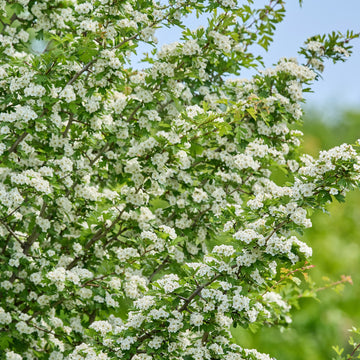 Crataegus monogyna Hawthown tree