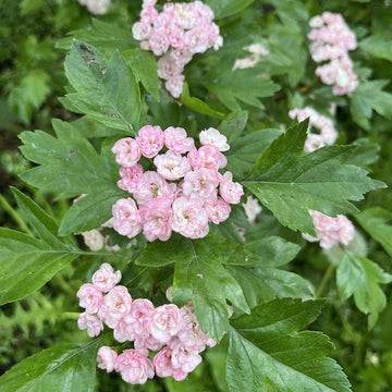 Crataegus mordenensis 'Toba' Hawthorn