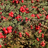 Crataegus orientalis Oriental Hawthorn