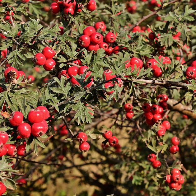 Crataegus orientalis Oriental Hawthorn