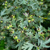 Crataegus orientalis Oriental Hawthorn tree with haws