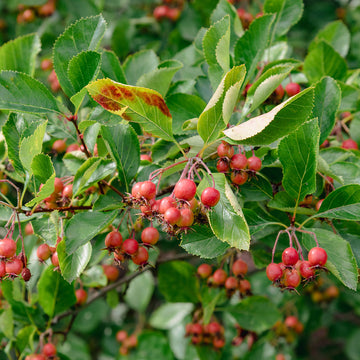 Crataegus succulenta 'Jubilee' Hawthorn