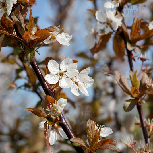 Cherry Blossom Crimson Point Flowers