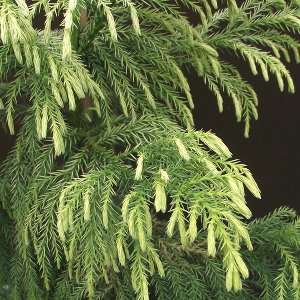 Cryptomeria japonica Sekkan-sugi | Japanese Cedar Trees