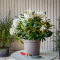 Rhododendron Cunningham's White