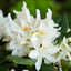 Rhododendron Cunningham's white flowers
