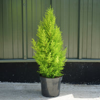 Cupressus macrocarpa Wilma Monterery Cypress