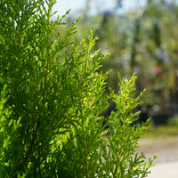 Cupressus macrocarpa Wilma lime green foliage