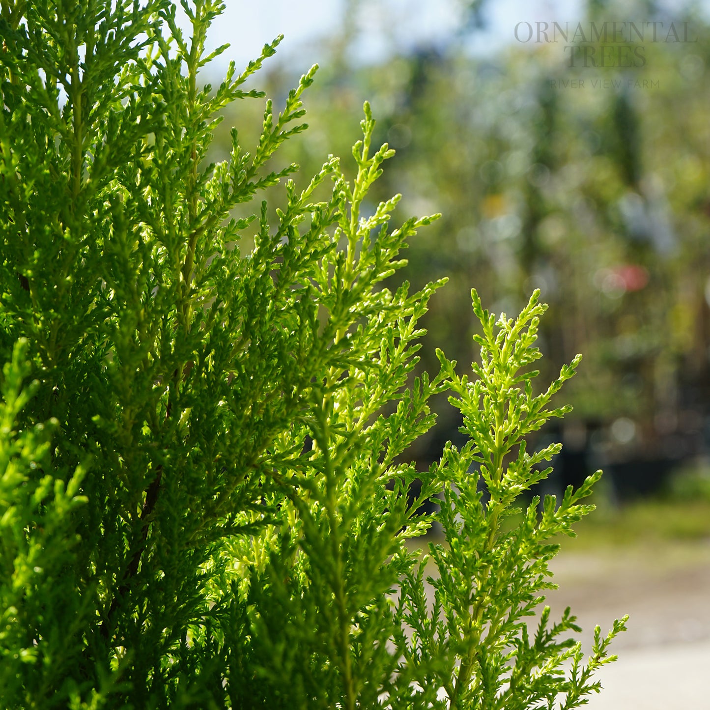 Cupressus macrocarpa Wilma lime green foliage