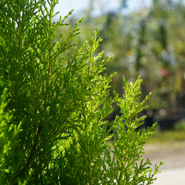 Cupressus macrocarpa Wilma lime green foliage