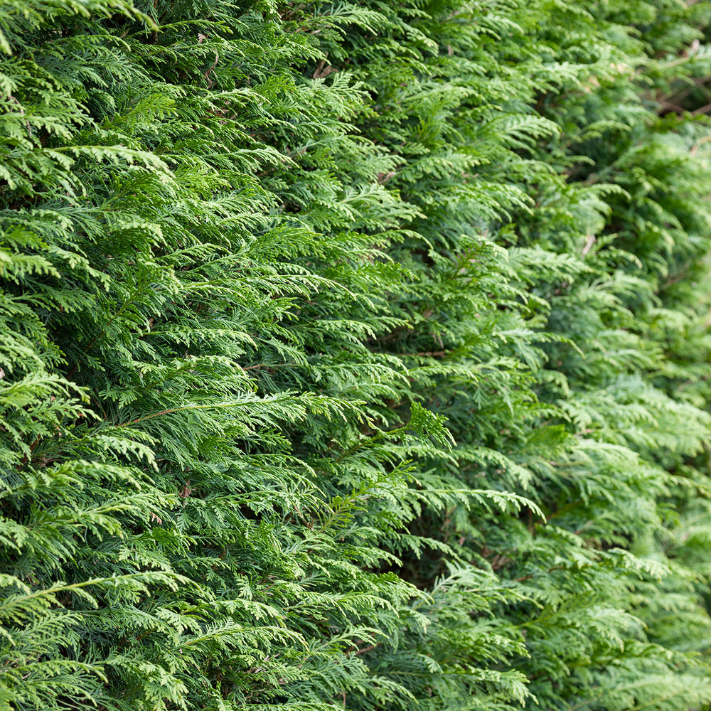 Cupressocyparis Leylandii Hedging