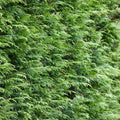 Hedging, 125-150cm height, 10L pot