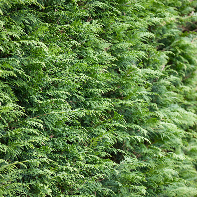 Cupressocyparis Leylandii Hedging