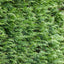 Cupressocyparis Leylandii Hedging