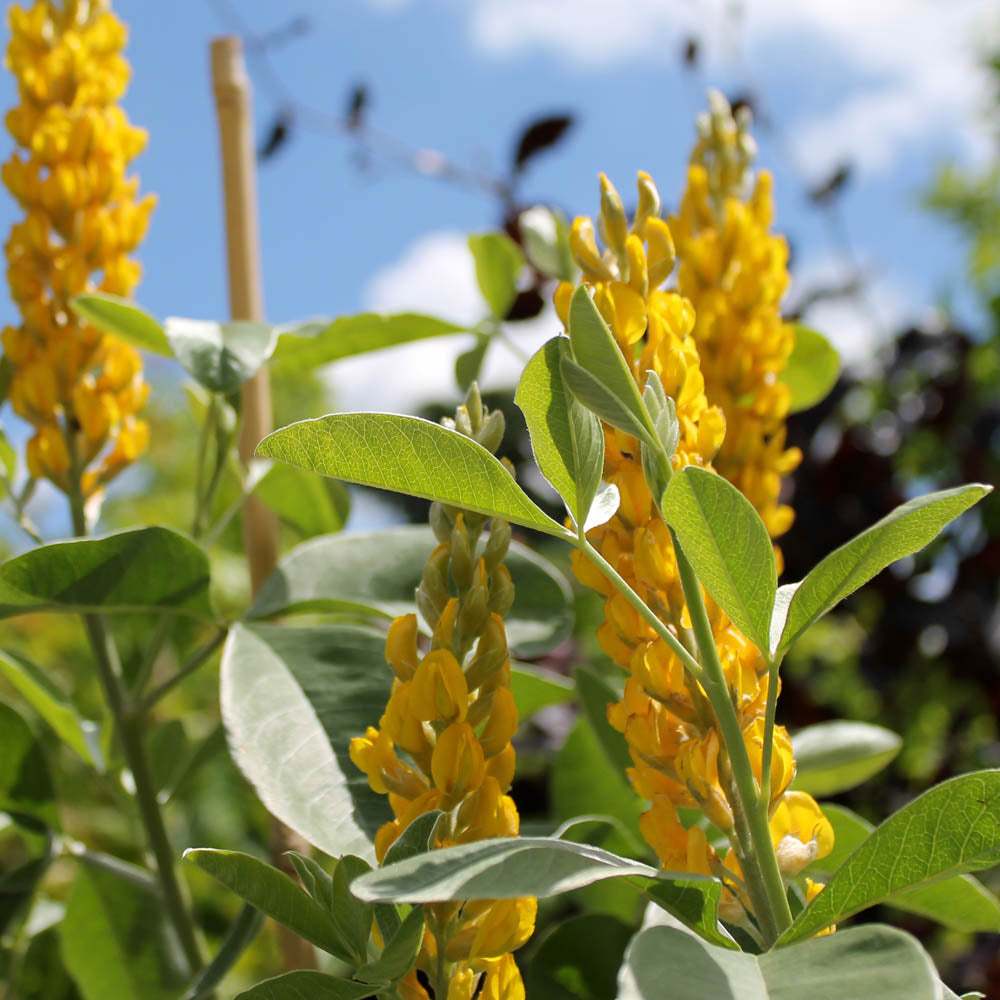 pineapple broom plant Cytisus battandieri Yellow Tail | Pineapple Broom Tree