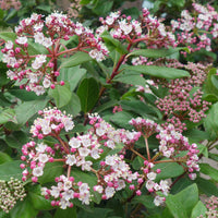 Viburnum tinus 'Eve Price'