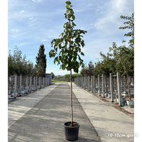 Davidia involucrata Vilmoriniana mature 10-12cm girth tree