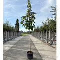 Standard tree, 10-12cm girth, 2.5-3.5m, 45L pot