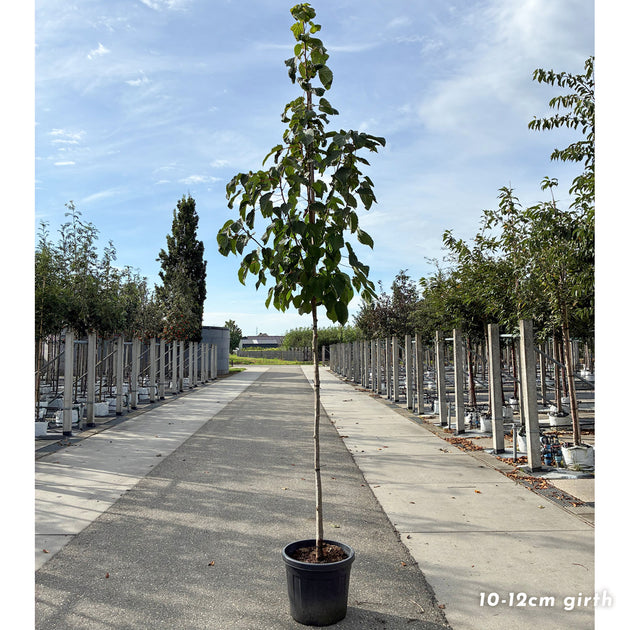 Davidia involucrata Vilmoriniana mature 10-12cm girth tree