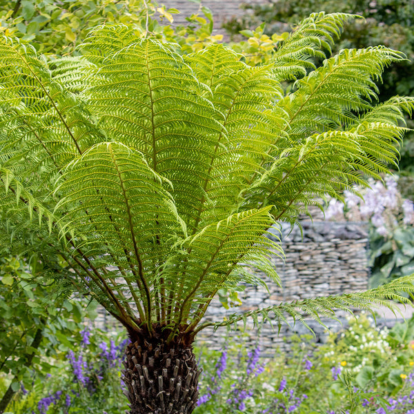 Dicksonia antarctica Tree Fern