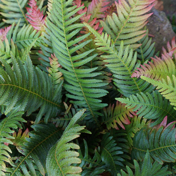 Dryopteris erythrosora Copper Shield Fern