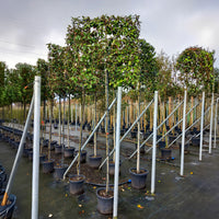 Pleached Elaeagnus × ebbingei Tree