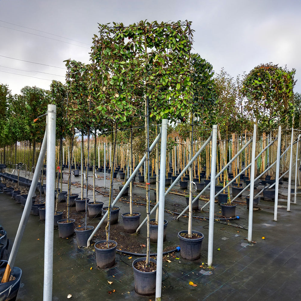 Pleached Elaeagnus × ebbingei Tree