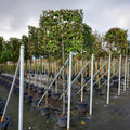 Pleached Elaeagnus × ebbingei Tree