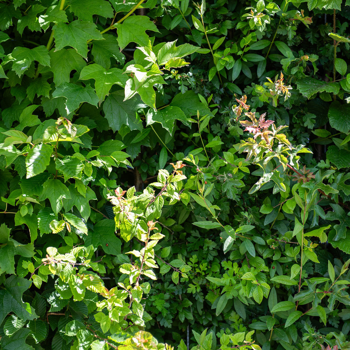Eco Garden Screening