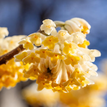 Edgeworthia Chrysantha Grandiflora