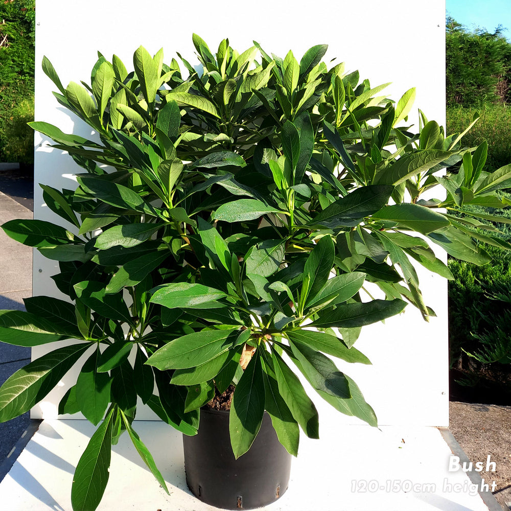 Edgeworthia chrysantha Grandiflora mature bush in 20 litre pot