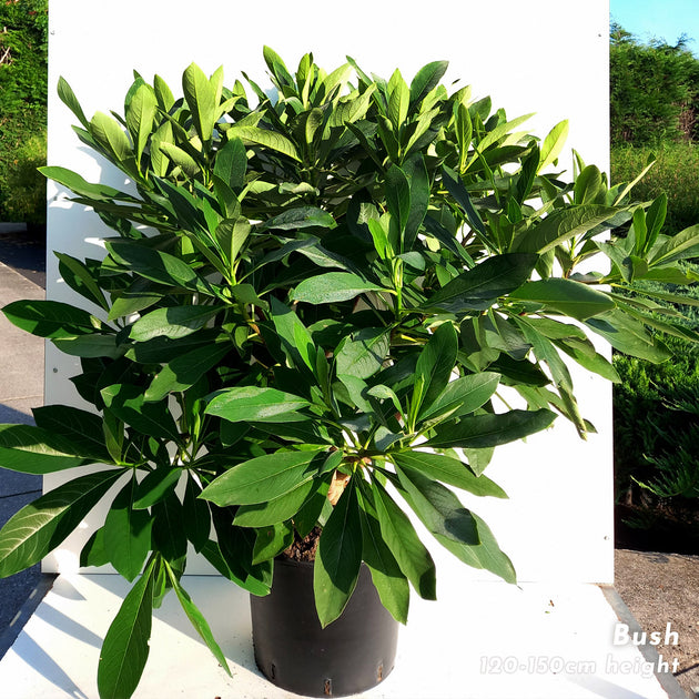 Edgeworthia chrysantha Grandiflora mature bush in 20 litre pot
