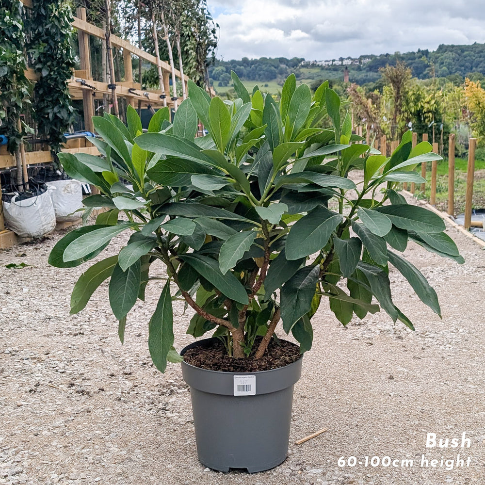 Edgeworthia chrysantha Grandiflora Paperbush in 12 litre pot