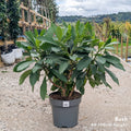 Edgeworthia chrysantha Grandiflora Paperbush in 12 litre pot
