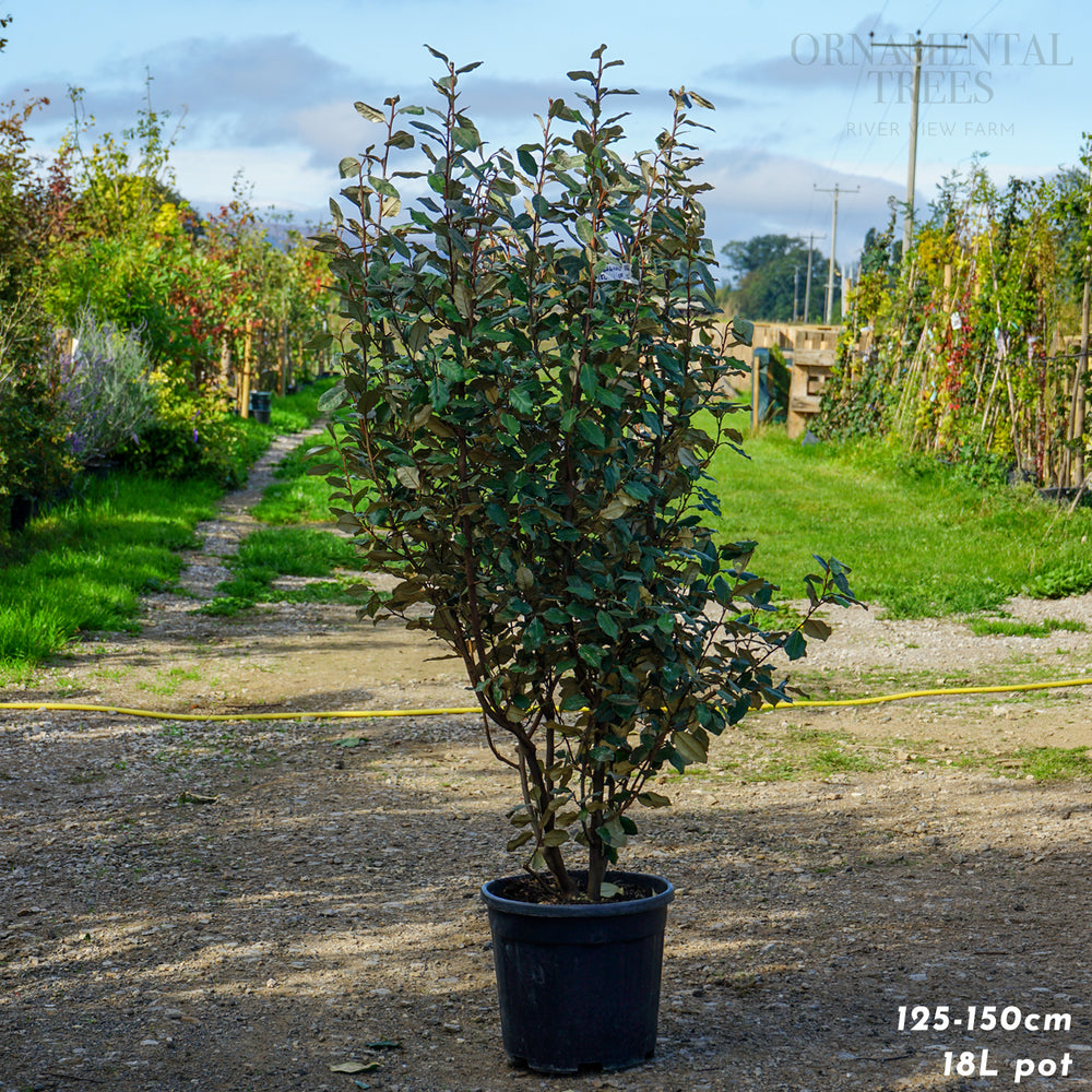 Elaegnus x ebbingei pot grown hedging