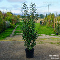 Hedging, 150-175cm height, 25L pot