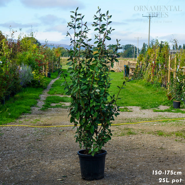 Hedging, 150-175cm height, 25L pot