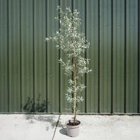 Elaegnus 'Quicksilver' Single stem tree