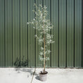 Elaegnus 'Quicksilver' Single stem tree