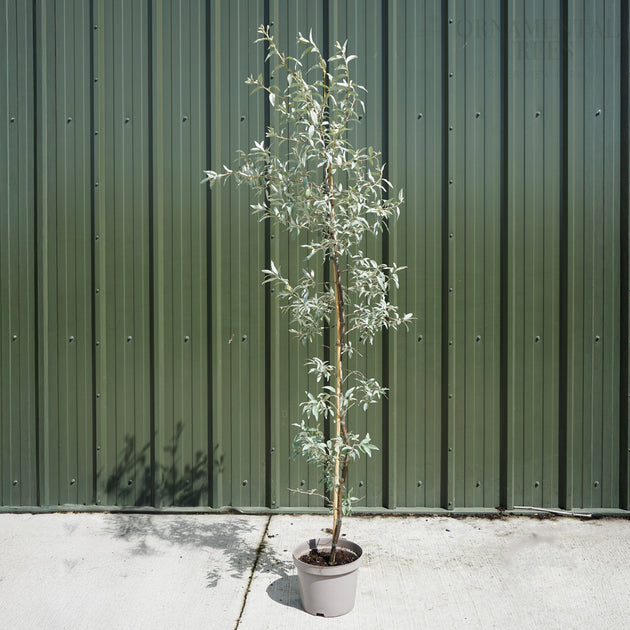 Elaegnus 'Quicksilver' Single stem tree