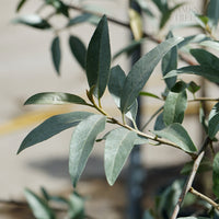 Elaeagnus angustifolia 'Quicksilver' Tree
