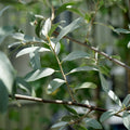 Elaegnus 'Quicksilver' leaves