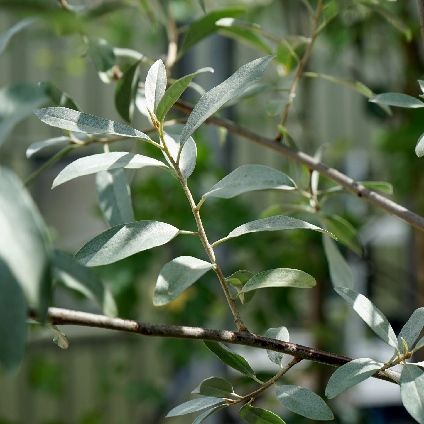 Elaegnus 'Quicksilver' leaves